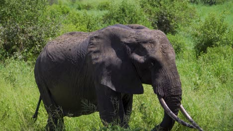Los-Elefantes-Caminan-Por-La-Sabana-Africana-Y-Mastican-Hierba-En-La-Naturaleza-Contra-El-Fondo-Del-Cielo-Y-La-Hierba-Verde-En-La-Sabana-Africana