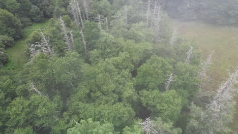 Aerial-of-Dead-Hemlocks-through-the-Fog-along-Blue-Ridge-Parkway-near-Boone-NC,-North-Carolina-in-the-Appalachian-Mountains-and-Blue-Ridge-Mountains