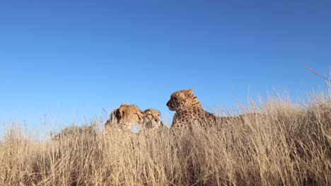 Low-angle:-Cheetah-family-relaxes-in-savanna-grass-against-blue-sky