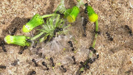 Ants-working-together-to-gather-seeds-from-dandelion,-close-up,-slowmo