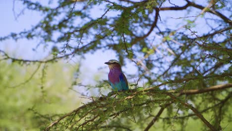 A-small-bird-sits-in-the-green-branches-of-a-tree-and-looks-around-on-an-African-safari-in-the-hot-savanna
