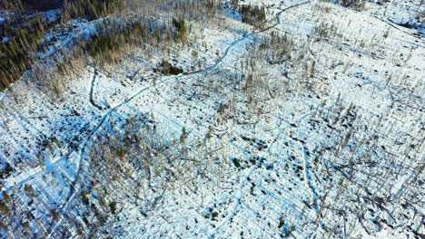 Snowy-landscape-of-Carpathian-forest.-Aerial-panoramic-view