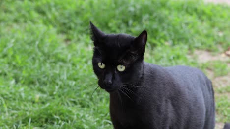 Neugierige,-Verängstigte-Schwarze-Katze,-Die-Sich-Im-Freien-Umsieht---Nahaufnahme