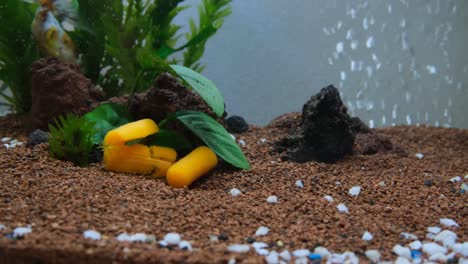 Wunderschöner-Und-Farbenfroher-Goldfisch,-Der-In-Einem-Grünen,-Natürlich-Bepflanzten-Aquarium-Mit-Wildpflanzen-Und-Natürlicher-Nahrung-Schwimmt-Und-Flips-Macht