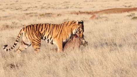 Pan-right-as-golden-Bengal-Tiger-drags-bloodied-warthog-in-its-mouth