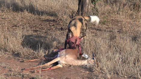 Ein-Afrikanischer-Wildhund-Mit-Blutbeflecktem-Gesicht,-Der-Sich-Brutal-Von-Einem-Impala-Ernährt