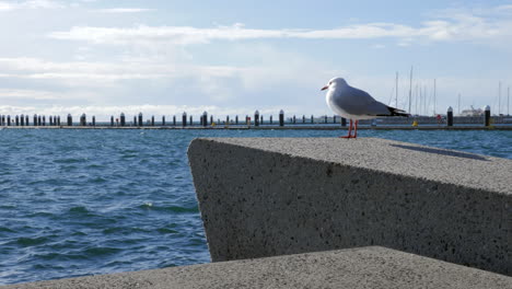 Silver-Seagull-Perched-Near-Coastal-Bay-Choppy-Waters,-SLOW-MOTION