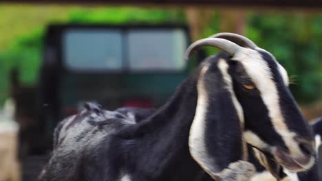 Vulnerable-domesticated-goat-wandering-at-Vinh-hy-Vietnam