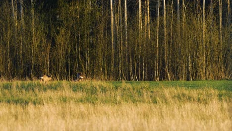 Two-Wild-European-roe-deers-eating-in-a-green-meadow,-sunny-spring-evening,-golden-hour,-medium-shot-from-a-distance