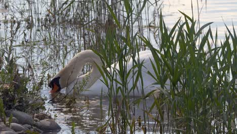 Wild-white-swan-in-natural-pond-hunting-fish-and-drinking-water-during-hot-summer-day,close-up