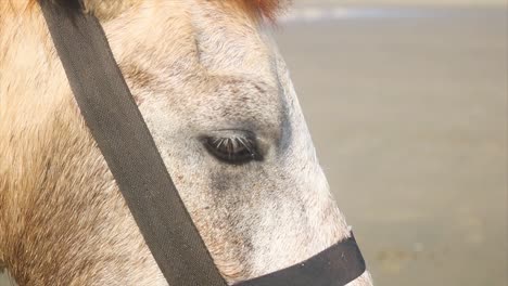 Majestic-stallion-with-straps-in-light-breeze,-horse-eye-close-up-view