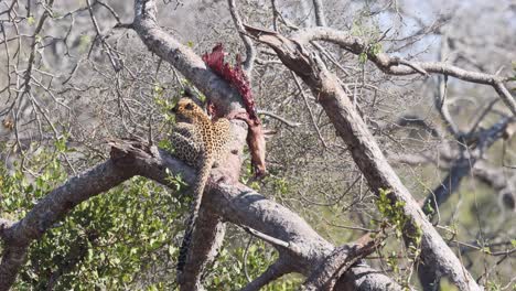 African-Leopards-drag-prey-into-trees-to-eat-undisturbed-by-others