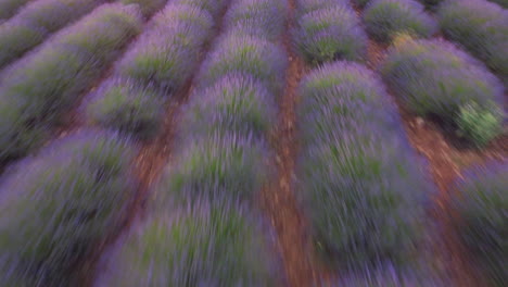 Lavender-field-agriculture-cultivation-in-Valensole-Provence,-France-aerial-view
