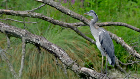 Wild-Grey-Heron-resting-on-wooden-tree-branch-in-wildlife-during-daytime---close-up-shot