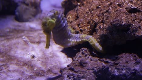 Seahorse-moving-in-clear-transparent-water-with-illuminated-purple-lighting-against-rocky-coral