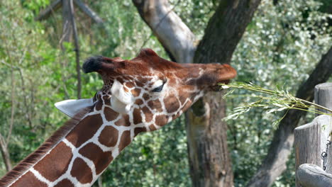 4K-Porträtaufnahme-Einer-Hübschen-Giraffe,-Die-Sich-Von-Menschen-Ernährt-Und-Pflanzen-In-Der-Natur-Frisst-–-Zeitlupenaufnahme-–-Giraffe-Camelopardalis