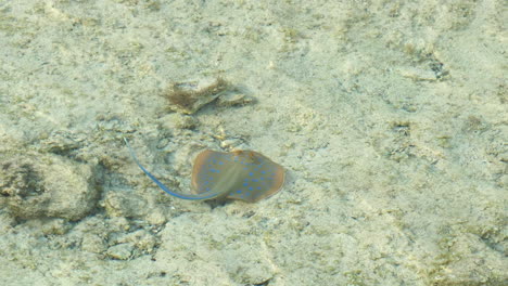 Bluespotted-ribbontail-ray,-stingray,-swimming-on-rocky,-sandy-seabed