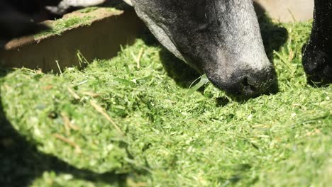 Black-dairy-cows-eating-fresh-cut-grass-from-a-trough---focus-pull