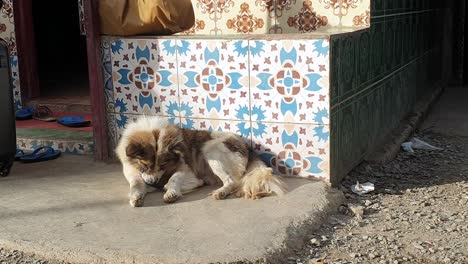 A-fluffy-white-and-brown-dog-nibbling-and-grooming-with-beautiful-mosaic-tiles-in-the-background-in-Timor-Leste,-South-East-Asia