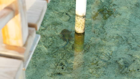 Bluespotted-Ribbontail-Ray-In-Crystal-Clear-Sea-Water-Swims-Away-From-Pole-Of-Jetty