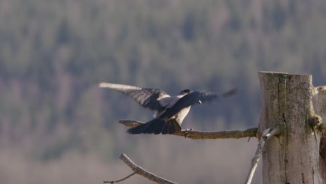 Hooded-crow-landing-on-a-branch-in-Sweden,-slow-motion