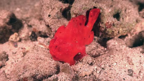 Red-arty-frogfish-waving-it's-fishing-lure-in-an-attempt-to-catch-prey-at-night
