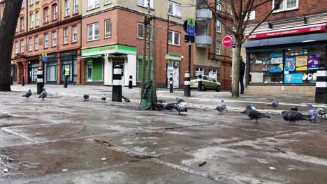 Viele-Tauben-Fressen-Auf-Einer-Schmutzigen,-Leeren-Straße-In-London
