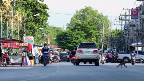 This-4K-footage-shows-that-the-local-human-populations-managed-to-coexist-with-Long-Tailed-Macaque-monkeys-in-urban-area-of-ancient-old-town-Lop-Buri-Thailand-Asia
