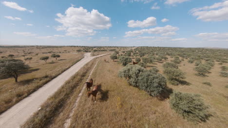 Flying-Over-Rural-Field-With-Lush-Green-Trees-And-Horses-Grazing-At-Daytime---drone-shot