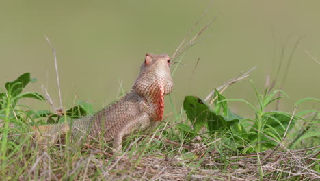 Garden-Calotis-lizard-displaying-by-bobbing-the-head-with-its-fan-turning-red-with-aggression