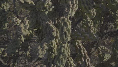 Nahansicht-Des-Wunderschönen-Grünen-Kaktus-Im-Nationalpark-Cabo-Pulmo-Baja-California-In-Mexiko