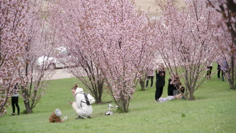 Madre-Joven-Tomando-Una-Foto-De-Su-Hijo-Sosteniendo-Flores-En-El-Parque-Sakura-De-Vilnius