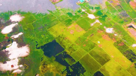 Aerial-view-of-green-texture-cultivated-field,-wetland-landscape-view