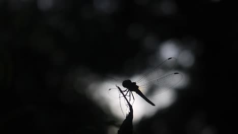 Silhouette-of-a-dragonfly-landing-on-branch-daylight-close-up
