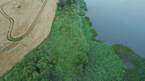 Aerial-drone-flyover-of-a-densely-green-vegetation-covered-shore-bank-bordering-a-farm-field-in-a-rural-countryside