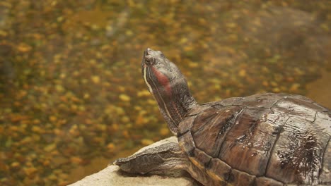 Eine-4K-Schmuckschildkröte-Bleibt-Mit-Erhobenem-Kopf-Wachsam-Außerhalb-Des-Wassers