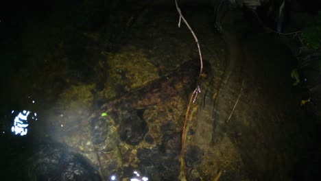 Salamandra-Gigante-Japonesa-En-El-Río-Por-La-Noche,-Moviéndose-A-Través-Del-Agua-Oscura