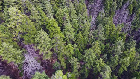 Aerial-drone-shot-flying-over-forest-trees-in-British-Columbia,-Canada