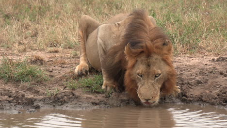 Medium-shot-as-a-male-lion-stops-to-drink-from-a-shallow-puddle-in-the-African-wilderness