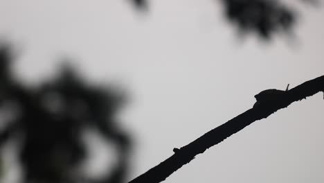 Nahaufnahme-Einer-Kleinen-Schnecke-Auf-Einem-Traubenzweig-In-Schwarz-Weiß,-Die-Sich-Entlang-Eines-Zweigs-Auf-Schwarzem-Hintergrund-Bewegt