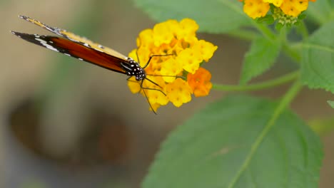 Extreme-Makroaufnahmen-Eines-Wunderschönen-Monarchfalters,-Der-Blütenpollen-Sammelt