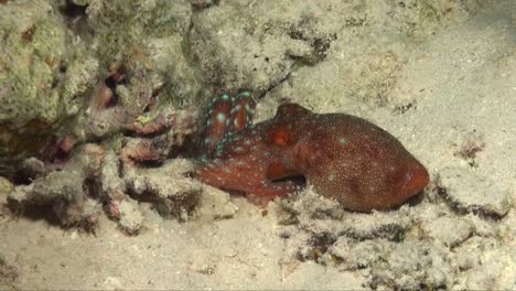 Starry-night-octopus-crawling-into-burrow-on-coral-reef-at-night