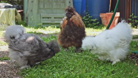 Chinese-Silkie-Chicken-Walking-Outdoors