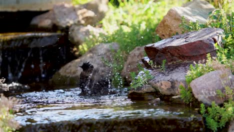 A-European-Starling-splashes-furiously-in-a-shallow-stream-for-a-morning-bath