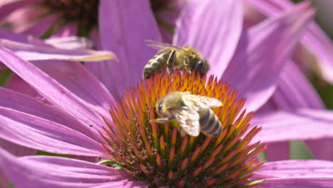 Makroaufnahme-Von-Fleißigen-Honigbienen,-Die-Im-Sonnenlicht-Pollen-Von-Blühenden-Blütenblättern-Sammeln,-4K---Prores-Nahaufnahme-Von-Wildbienen-In-Bunten-Blumen-An-Sonnigen-Tagen
