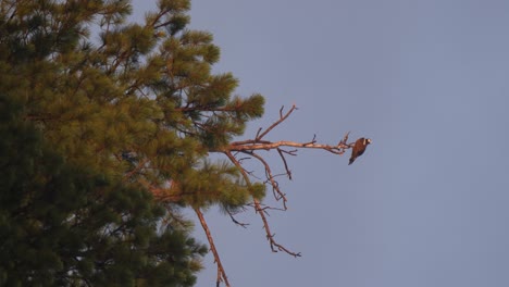 An-osprey-catches-the-morning-glow-while-sitting-on-top-of-a-tree