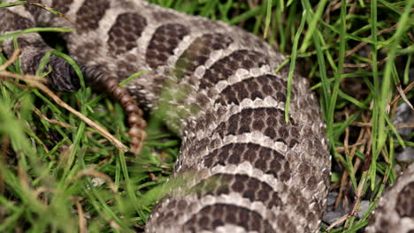 Close-up-rattle-on-a-massasauga-rattlesnake-tail