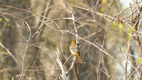Little-orange-bird-eating-insect-from-tree-branch-while-perching,-forest-wildlife---static-shot