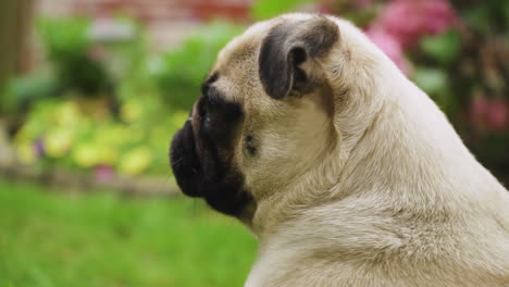 Young-Pug-looking-around-outside-with-flowers-in-background