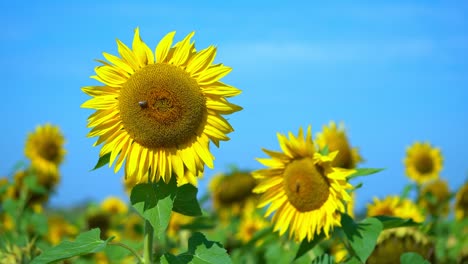 Bright-day-in-summer-with-in-the-wind-swaying-sunflowers-and-working-bees-on-its-blossoms-and-butterflys-passing-by-the-scenery-fast